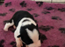6 amazing puppies