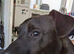 Male patterdale nutured