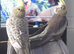 Hand reared silly tame DNA sexed baby cockatiels