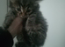 Maine coon x
