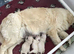 Beautiful golden retriever puppies