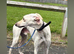 saluki collie grayhound