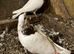 Iranian Pigeon for sale