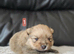 6 beautifull pomeranian baby's