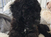 Beautiful toy poodle girl looking for new home