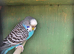 Female blue normal budgie