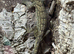 Smiths Green Eyed Gecko