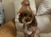 Girl poodle needs a new home