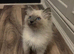 Ragdolls