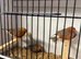 Orange zebra finch