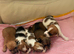 Yorkiepom boys