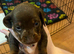 REDUCED KC miniature dachshund READY TO LEAVE NOW