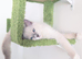 RTG!Champ,TICA, pedigree ragdoll kitten