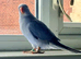 Baby Indian ringnecks for sale. 4 separate stands, lots of toys, Java branch ect ect ect