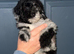 5 stunning toy poodles