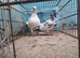 Pair of pakistani highfliers for sale