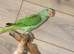 Baby Alexanderine Talking Parrot,16
