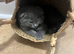 1 female kitten left