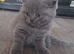 Top quality Blue British shorthairs for Sale