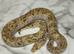 2024 Male Pastel Mojave GHI Clown