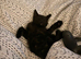 Female kitten