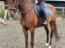 15.2 7 year old genuine mare.