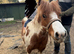Skewbald Mare