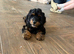 Special little girl looking for forever home