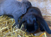 Mini lops