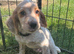 Ready now! Gorgeous cocker spaniel puppies