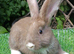 Beautiful Litter of Mixed Coloured Pure Bred Continental Giants - Vaccinated - RESERVE