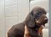 For sale chocolate 7weeks old boy