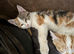 2 kittens ready now