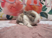 Baby mini lops