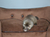 Gorgeous Ferret Kits Angora, semi and standard/long - Ready Now 4 Jills left