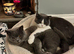 2 bsh boys 3 years old bonded pair