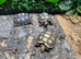 Cherry Head Tortoises at Birmingham Reptiles
