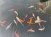 koi for sale starting at &pound;10