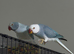Blue Opaline Proven pair ringneck