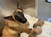 10 week old Belgian malinois