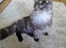 Black smoke mainecoon