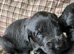 Russian Black Terrier Pups for Sale