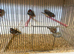 26 zebra finches to go