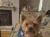 Yorkshire terrier for stud onlypatch