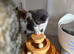 AS LAST KITTEN AVAILABLE OPEN TO SENSIBLE OFFERS