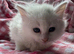 Kittens for sale. Ready to go!