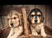 Beautiful KC registered Cocker Spaniels