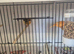 colour canary