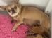 Chocolate fawn male chihuahua smoothcoat
