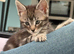 Gorgeous 9 week old Maine Coon Cross Kittens Ready Now